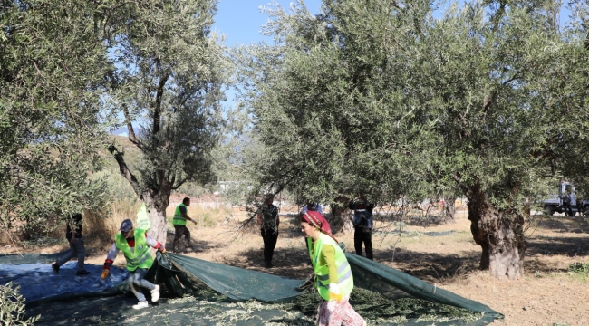 Zeytinin Başkenti Edremit'ten Sofralara