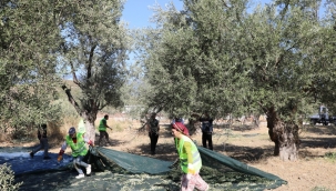 Zeytinin Başkenti Edremit'ten Sofralara