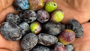 Garaova Dilmit Zeytin Şenliği'ne hazırlanıyor