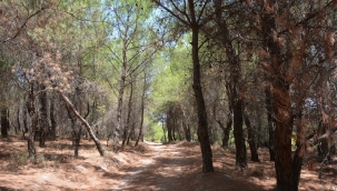 İzmir'in 4 İlçesinde Orman Sınırları Değişti