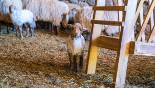 Kaçeli koyunlarının ilk yavruları Olivelo'da gözlerini açtı