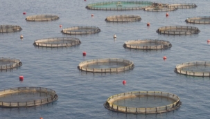 Su ürünleri yetiştiriciliğine 125,3 milyon TL'lik destek