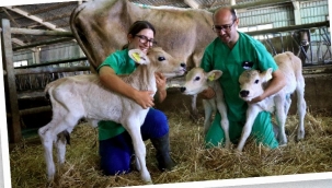 Tarım'da aşılanan kuzu ve oğlağa da destek