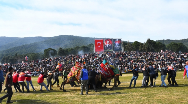 Torbalı'da Deve Güreşi Festivali gerçekleşti