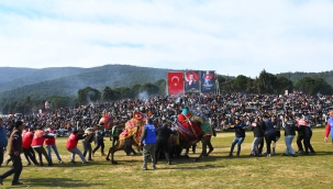 Torbalı'da Deve Güreşi Festivali gerçekleşti