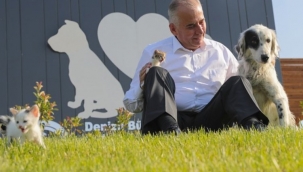 Türkiye'de bir ilk! Sokak hayvanlarıyla ilgili SMS sistemi