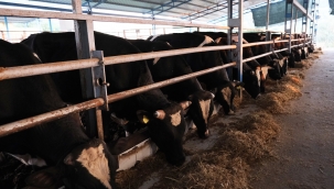 Aliağa'lı İş İnsanı İsa Önal Kurban Seçimi İçin Önerilerde Bulundu