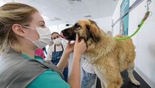Bunaltan sıcaklarda can dostlar unutulmadı