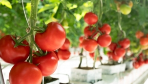 Her yıl 385 milyon kalıntı zehirlenmesine son!