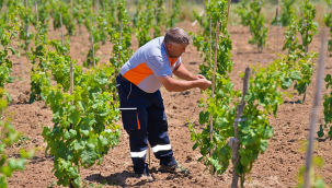Kozak üzümleri küllerinden doğuyor