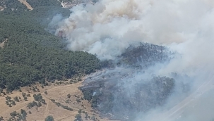 Bornova'da Orman Yangını