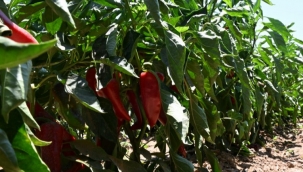 İzmir Torbalı'da coğrafi tescilli Arslanlar Biberi'ne büyük ilgi