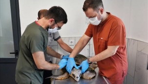 Körfez'deki yaralı Caretta carettaya yardım eli 