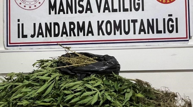 Salihli'de ormanlık araziyi uyuşturucu bahçesine çevirmişler