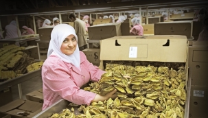 Tütün sektörü ihracatta mevcudu korudu 