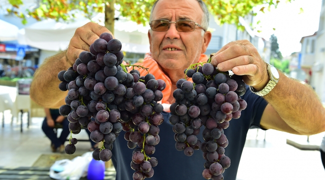 2600 Yıllık Gelenek; Urla Bağbozumu Şenlikleri