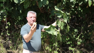 Bardacık Festivaline Ünlü Akını