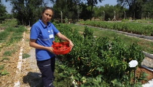 Büyükşehir 2025 Yerel Tohum Dağıtımı Hazırlıklarına Başladı 