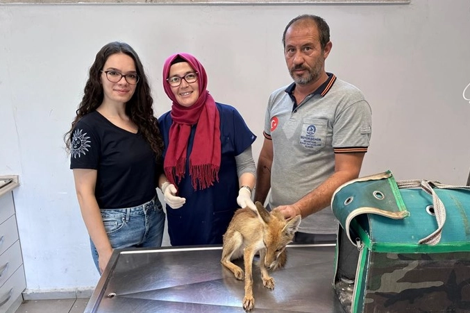 Büyükşehir'den yaban hayatına yardım eli