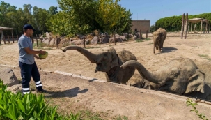 İzmirli çiftçi tarlada kalan karpuzunu hayvanlara bağışladı