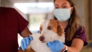 Yangın mağduru hayvanlar PAKO'da güvende
