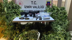 Zeytinlik alanını uyuşturucu tarlasına çeviren zanlı yakalandı