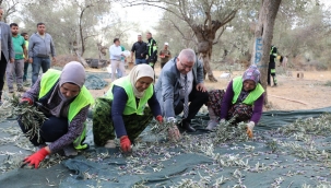 Edremit Belediyesi'nde zeytin hasadı başladı