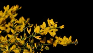 Yunanistan'da keşfettikleri çalı türüne 'komşu borçağı' adını verdiler