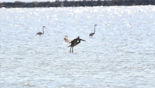 İzmir Doğal Yaşam Parkı yaban hayatın sakinlerine şifa dağıtıyor