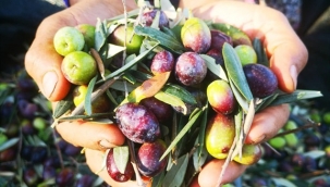 İzmir'in zeytinleri çuvallardan kurtulup kasalarda toplanacak