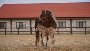 Alia Park'ın İlk Tayı Dünyaya Geldi