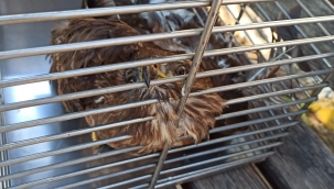 Araç kaputuna sıkışan şahin, belediye ekiplerince kurtarıldı 