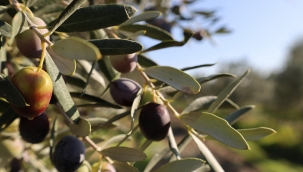 Bergama Belediyesi Zeytin Ve Fıstıkta Markalaşma Yolunda