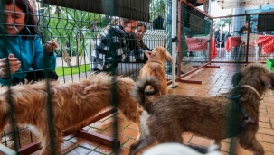 Konak'tan patili dostları sahiplendirme etkinliği: Yeni yıla sıcak yuvalarında girecekler