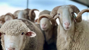 Aliağalı koyun yetiştiricilerine yüzde 75 hibeli koç dağıtımı başlıyor