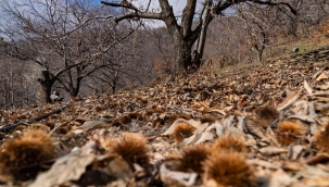 İzmir'de kestane kanseri ile mücadele sürüyor
