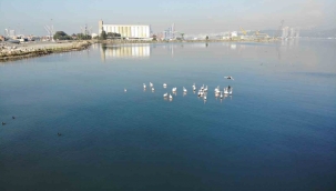 İzmir Körfezi'nde temizlik sonrası doğa canlandı, flamingolar ve pelikanlar geri döndü