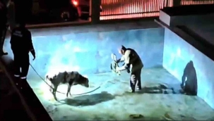 Villa havuzuna düşen buzağı, itfaiye erlerine zor anlar yaşattı