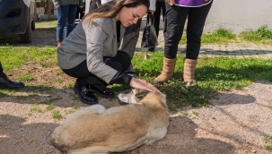 Bir patili dost edinmeye ne dersiniz?