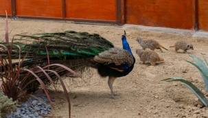 Can yoldaşı oldular