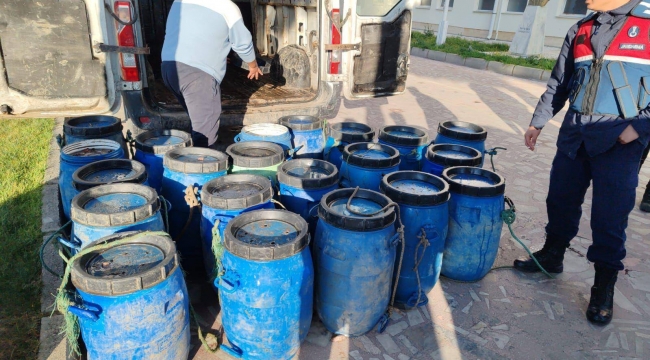 Dikili'de yasadışı yollarla avlanan deniz patlıcanları denize salındı