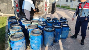 Dikili'de yasadışı yollarla avlanan deniz patlıcanları denize salındı