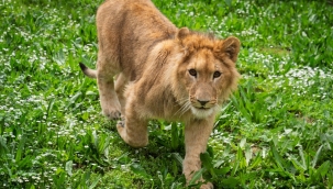 İzmir'de bir çiftlikten kurtarılan yavru aslan koruma altına alındı