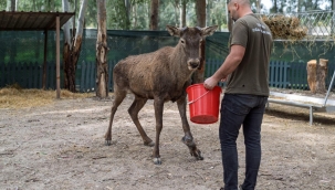 Yaralı olarak fabrikaya sığınan geyik emin ellerde 