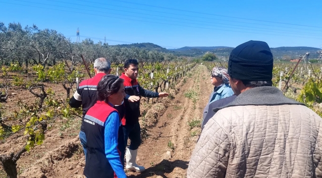 Aliağa'da Zirai Don Hasarı Tespit Çalışmaları Tamamlandı