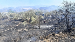 Yamanlar yangınında zarar gören ağaçlar yaşama tutundu