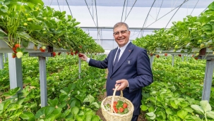 Dikili'de toprak suyla buluştu, üretici bayram sevinci yaşadı