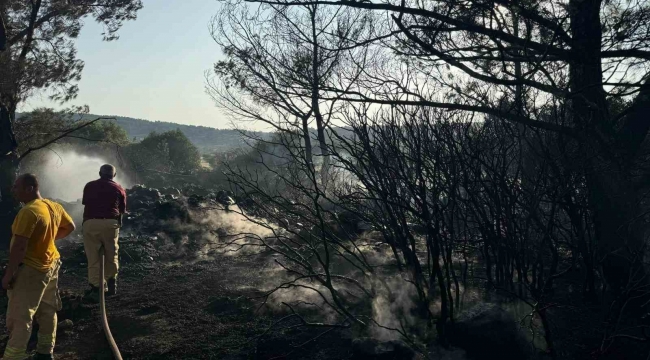 Mangal yakarak orman yangınına neden olan şahıs tutuklandı