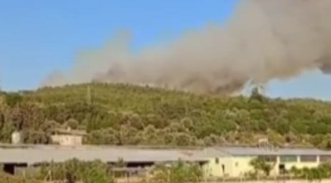 İzmir'de ormanlık alanda yangın