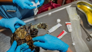 İzmir'de yangından kurtarılan kaplumbağanın tedavisi sürüyor